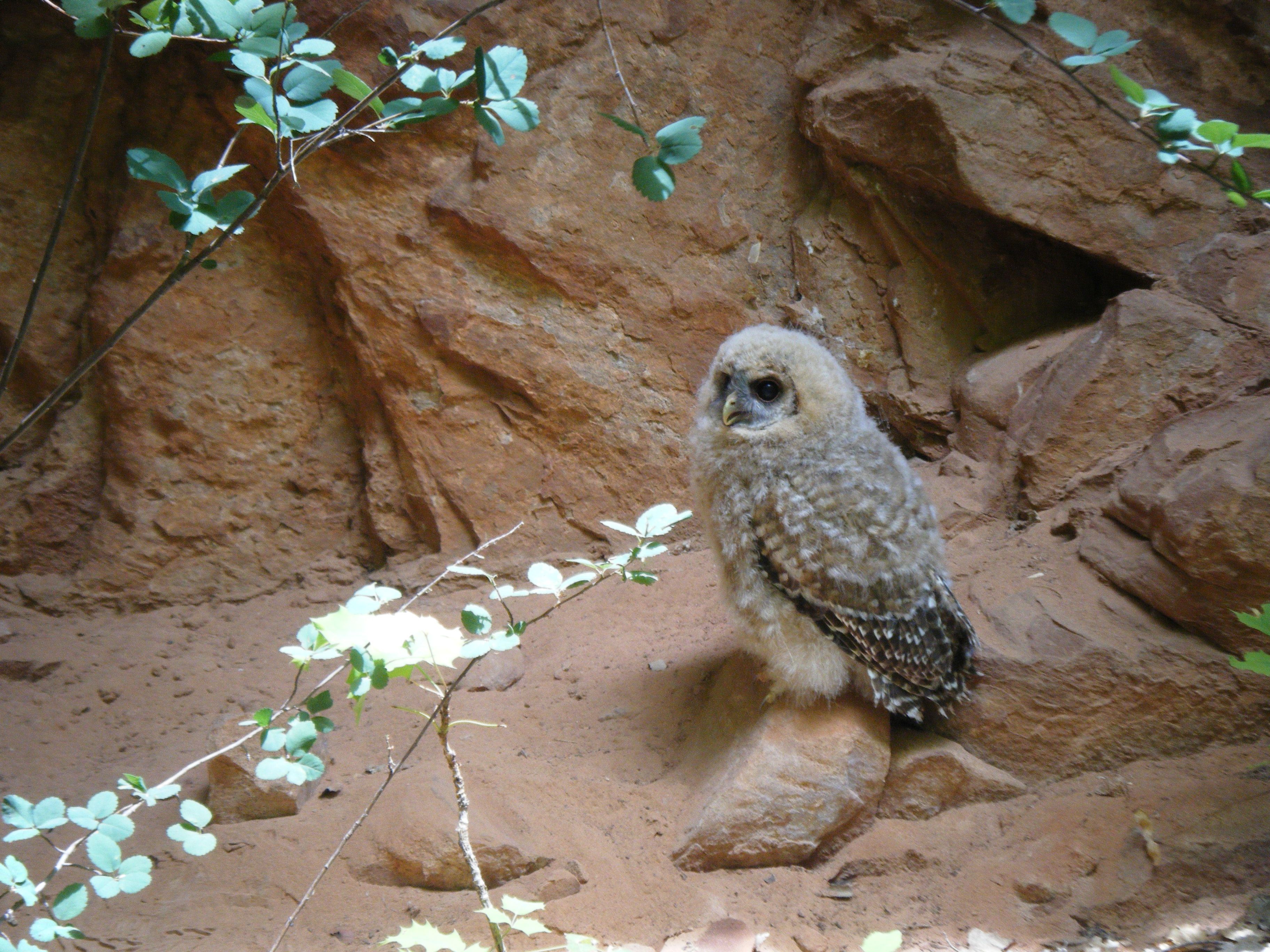 Mexican Spotted Owl